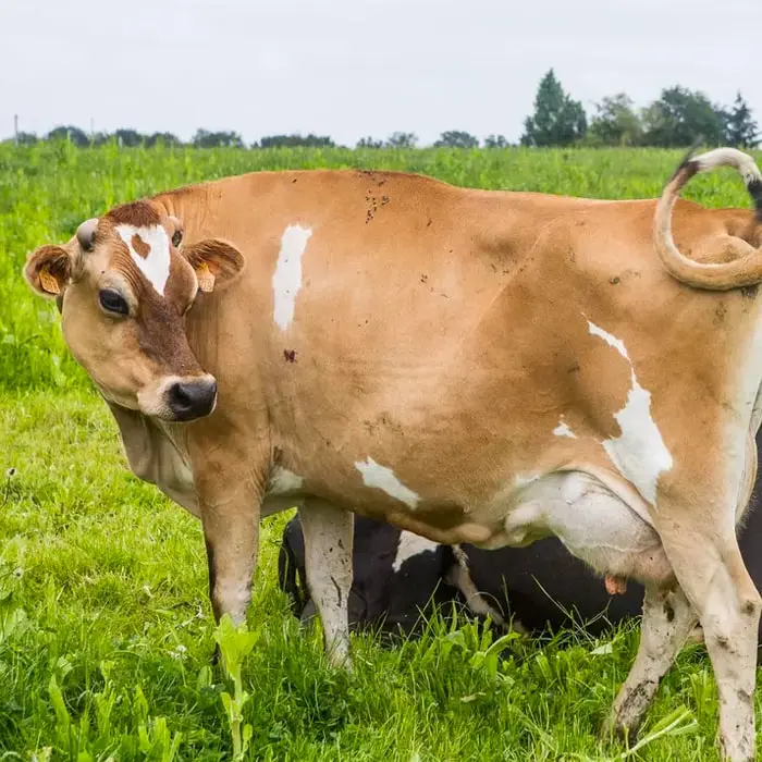 Vache Jersey marron et blanche debout dans un champvert , avec une expression curieuse, entourée d'herbe verte fraîche