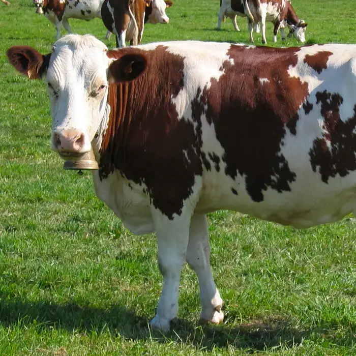 Vache Montbéliarde aux taches marron et blanches, attentive dans un champ verdoyant