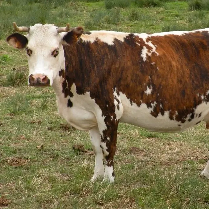Vache race normande tachetée marron, debout dans un pré avec regard curieux
