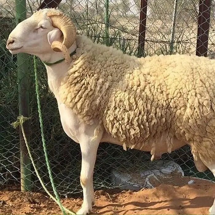 un mouton de race ouled djellal
