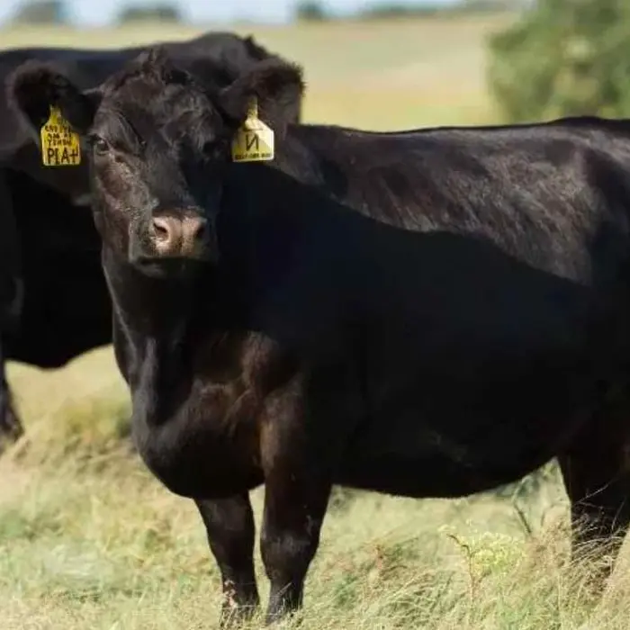 Un bovin de race Angus noir en dans un champ vert avec un autre bovin noir en arriére plan
