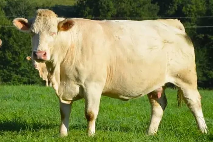 Un bovin de race Charolais, reconnaissable à sa robe blanche crème, se tenant dans un champ verdoyant, illustrant typiquement le bétail élevé pour la production de viande de qualité