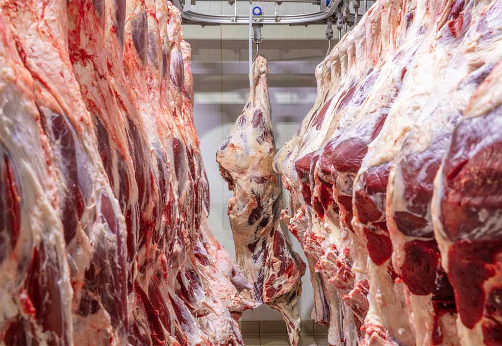 Viande Carcasses d'agneau suspendu dans un abattoir