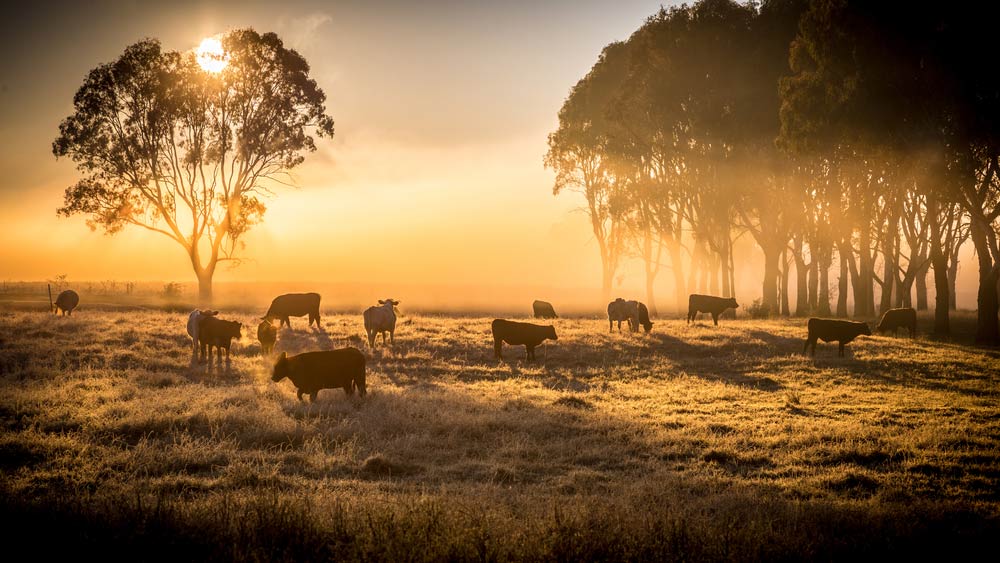 troupeau de bovins dans un pâturage au lever du soleil