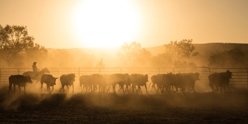 un troupeau de bovins dans un champ au coucher de soleil