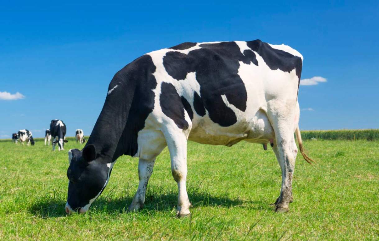 Vache noir et blanc en gros plan, broutant dans un champ verdoyant sous un ciel bleu.