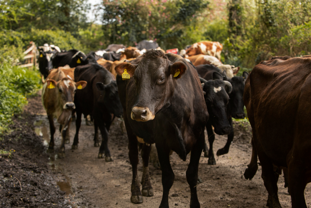 Un troupeau de vaches, comprenant des individus noirs et bruns avec des marques jaunes d'identification aux oreilles, marchant le long d'un chemin boueux entre des haies verdoyantes, typique d'un environnement de ferme