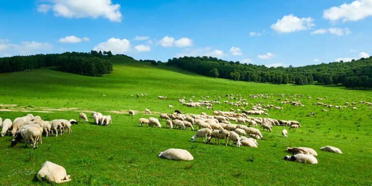 Planification Stratégique De La Reproduction Des Moutons