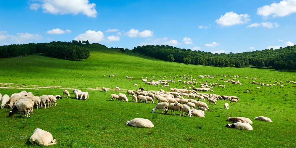Troupeau de moutons paissant sur une vaste prairie verdoyante avec des collines boisées en arrière-plan