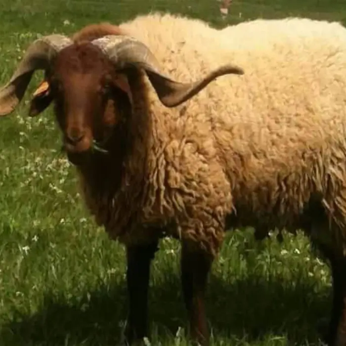 Un mouton aux longues cornes de race hamra dans un champ herbeux