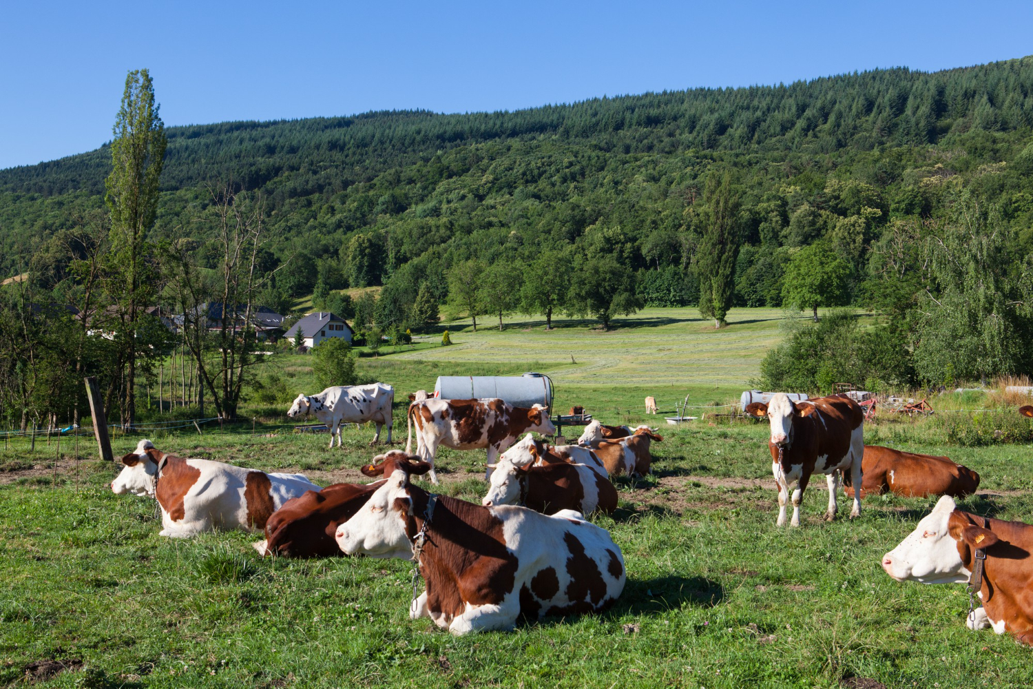 des Bovins blanc et marron se reposant paisiblement avec une ferme en arrière-plan sous un ciel bleu dégagé en irlande