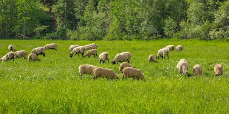 Erreurs À Éviter Dans La Gestion D’un Troupeau de Moutons