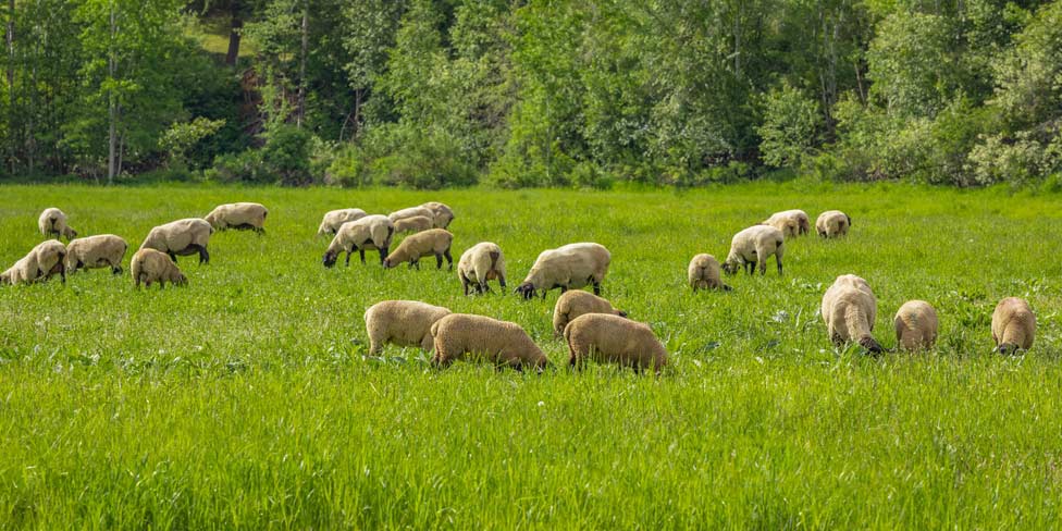 un troupeau de moutons dans un pâturage vert