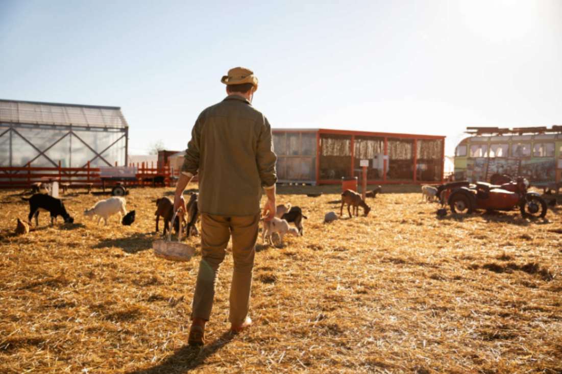 Éleveur surveillant ses chèvres dans une ferme, avec un tracteur et une serre en arrière-plan