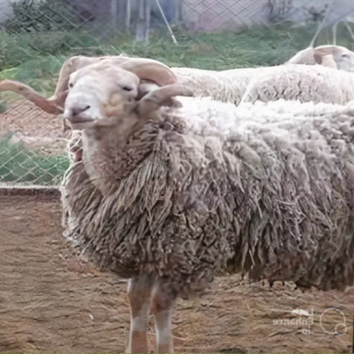 Mouton de race ovine rembi avec de grandes cornes en spirale se reposant dans une ferme, avec d'autres moutons en arrière-plan
