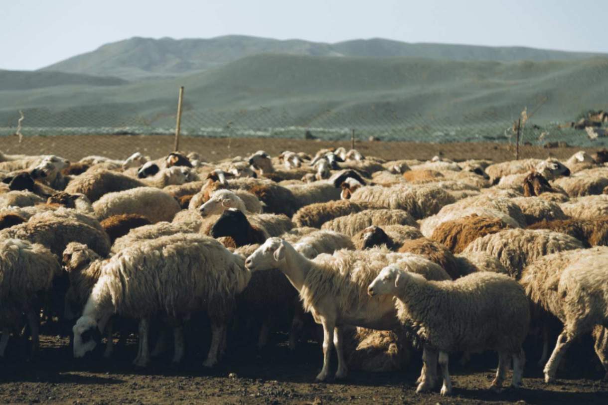 un troupeau de moutons broutant dans le pâturage