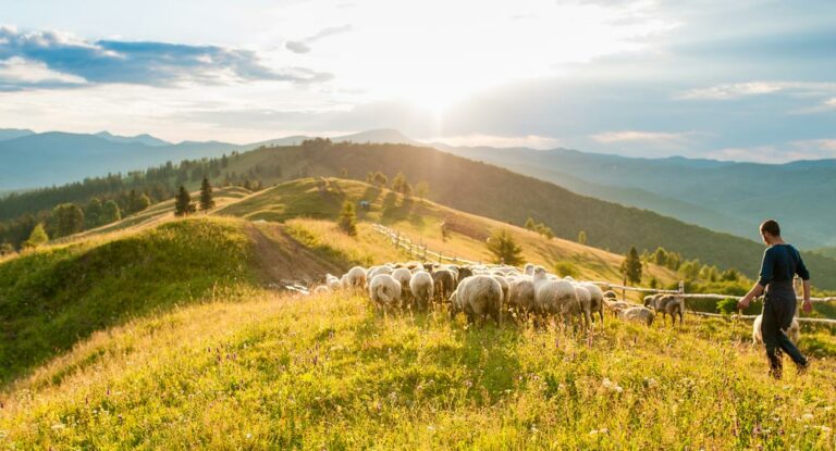 Astuces Pour Réduire Les Coûts D’Alimentation Des Moutons