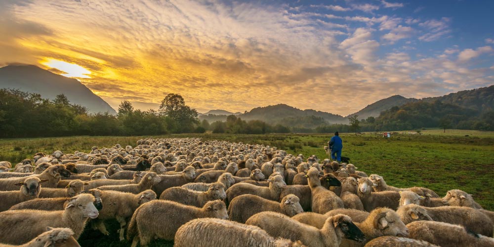 un troupeau de moutons dans un pâturage au lever de soleil