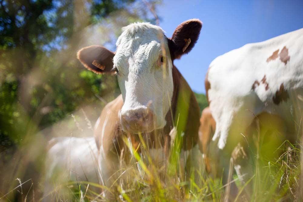Gros plan d'une vache laitière à la robe blanche et marron avec une étiquette à l'oreille, au premier plan d'un troupeau, dans un champ verdoyant sous un ciel bleu clair de printemps
